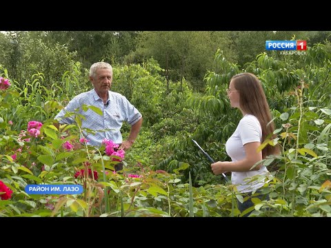 Видео: Большое утро. Как вырастить абрикосы и персики на Дальнем Востоке