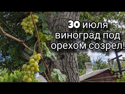 Видео: Как я пытаюсь вырастить виноград в полной тени. 😀🍇 #виноград#тень#рост#нагрузка#