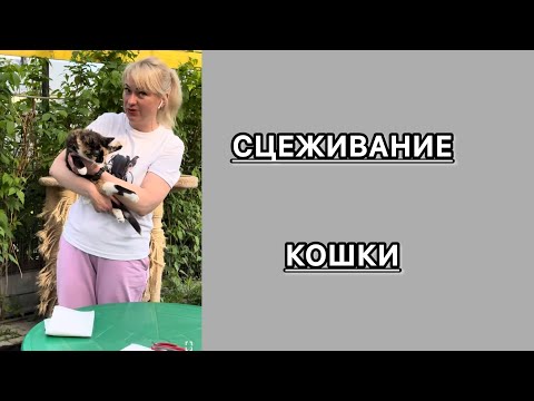 Видео: Сцеживаем кошку. Массаж мочевого пузыря. Легко и просто.#приют #cat #животные #Сцеживание