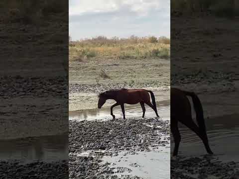 Видео: сәйгүліктерай