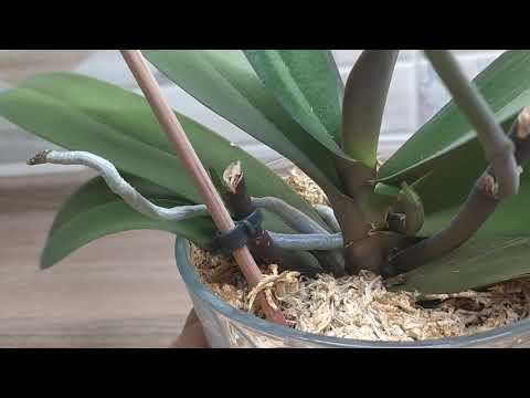 Видео: Z25, чуда не произошло 😟