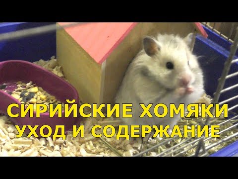 Видео: Сирийский хомяк - уход и содержание | Как ухаживать за хомяком?