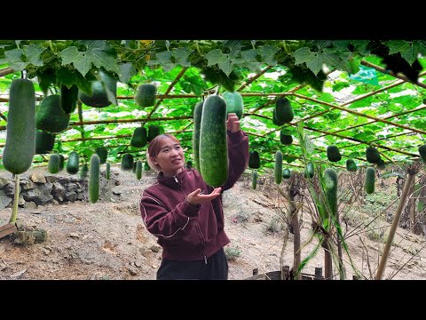 Видео: Горное садоводство: выращивание овощей, шпалеры из тыквы - жизнь вне сети/ Loan Bushcraft.