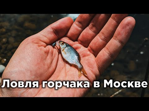 Видео: Ловля горчака в Москве. Никогда бы не подумал, что в Москве можно поймать столько горчака...