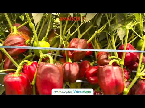 Видео: Сирдарё вилояти, Синдиробод туманида етиштирилган AMAROK F1 дурагайининг натижалари.