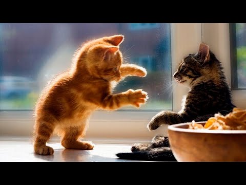 Видео: Я РЖАЛ ДО СЛЕЗ 😹 СМЕШНЫЕ КОШКИ И СОБАКИ | СМЕШНЫЕ ЖИВОТНЫЕ 2023 😹 ЛУЧШИЕ ПРИКОЛЫ #64