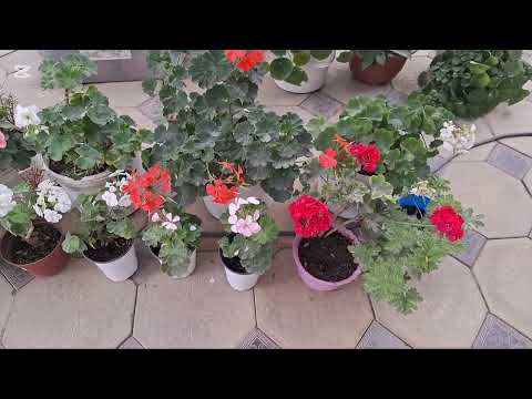 Видео: Гулназ айым уюштурган конкурска катышкым келди...