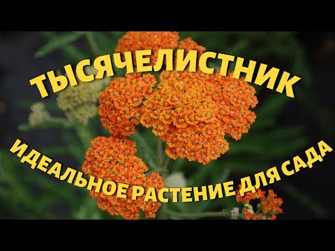 Видео: Тысячелистник - растение универсал!