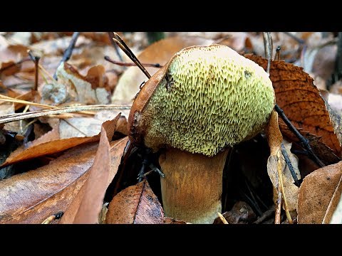 Видео: НЕОБЫЧНЫЕ ОСЕННИЕ ГРИБЫ: ПРОДОЛЖЕНИЕ. Лисичка ложная, Цистодерма, Польский гриб