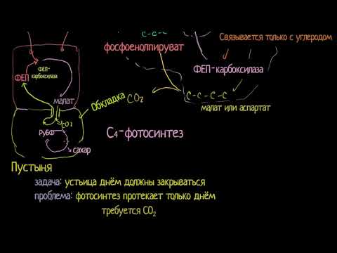 Видео: CAM-фотосинтез(видео 8)| Фотосинтез | Биология