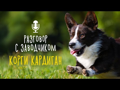 Видео: Разговор с заводчиком: вельш-корги кардиган / отличия от пемброк / маленькая овчарка