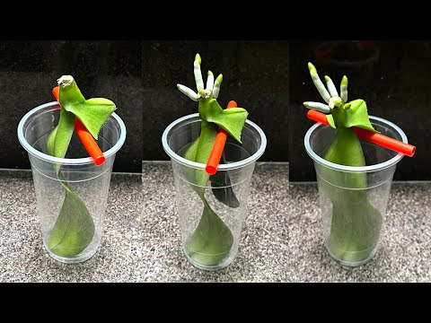 Видео: Выращивание листьев орхидеи в воде без корней! Этот новый способ даст много корней!