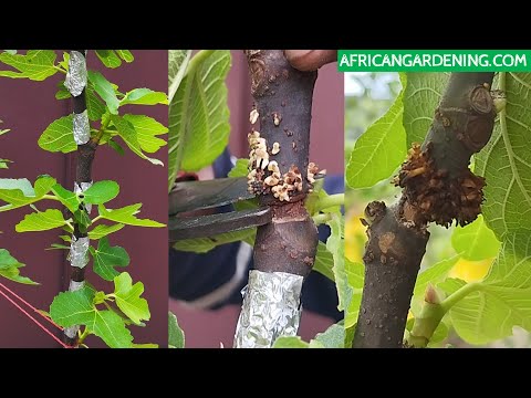 Видео: Множественные воздушные отводки без субстрата на фиговом дереве