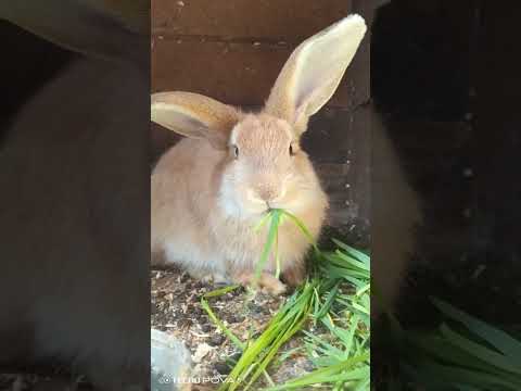 Видео: Мия такая красивая🥰🤤🐰