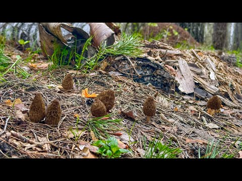 Видео: ВСЯ ЛЕСНАЯ ДОРОГА УСЕЯНА ГРИБАМИ! КОНЦА и КРАЯ НЕТ! СМОРЧКИ на КАЖДОМ САНТИМЕТРЕ! Грибы 2024