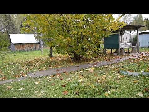 Видео: Звуки осенней тишины