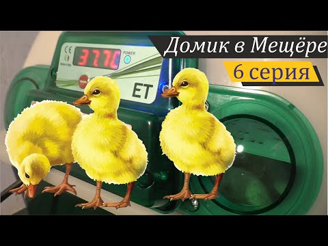 Видео: Откуда берутся гуси, или Мой первый опыт инкубирования. Домик в Мещёре, серия 6