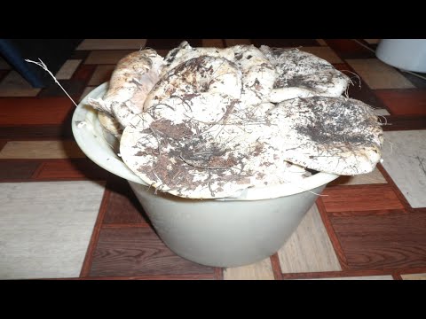 Видео: Белый сухой груздь - как я его солю