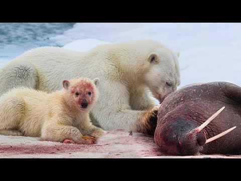 Видео: На что способен Крупнейший наземный ХИЩНИК? Белый медведь: из крошки в ГИГАНТА!