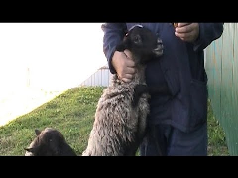 Видео: ДЕЛА-ДЕЛА ДЕРЕВЕНСКИЕ! ОСЫ МЕНЯ ПОЖАЛЕЛИ И Я ИХ ТОЖЕ!!!
