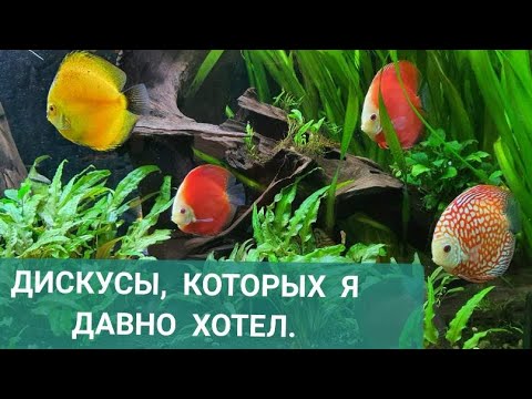 Видео: Дискусы, которых я давно хотел. Из разводни в травник.