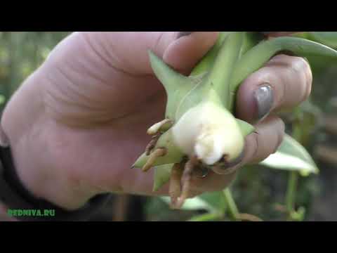 Видео: Агава — уход и размножение в домашних условиях.