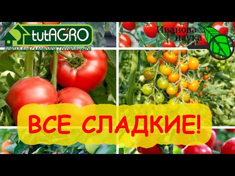 Видео: ПОДКОРМКА ТОМАТОВ НА СЛАДОСТЬ - ВЫСШИЙ КЛАСС! Простая и доступная с активатором и сильным эффектом!