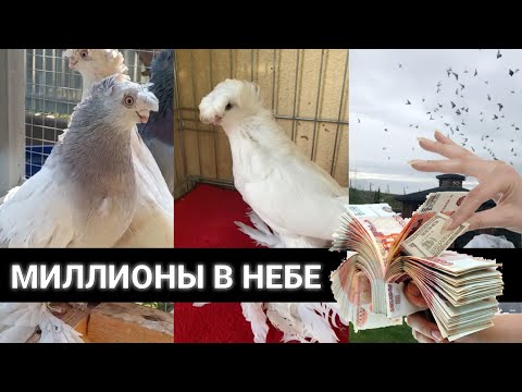 Видео: МИЛЛИОНЫ В НЕБЕ 24 часа. Узбекские двухчубые голуби. Tauben. Pigeons