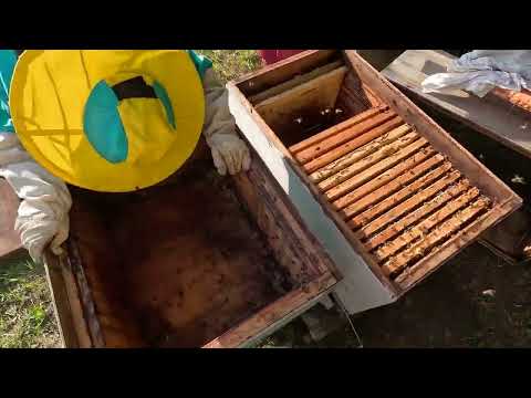 Видео: перевозка  пересадка пчёл