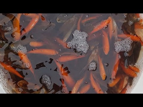 Видео: Караси-кометы: полный пруд "рыжиков"