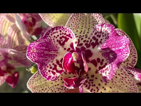 Видео: Цветение орхидей☺️🦋 Мои орхидеи бабочки. Пополнение коллекции! 🤍🤍🤍