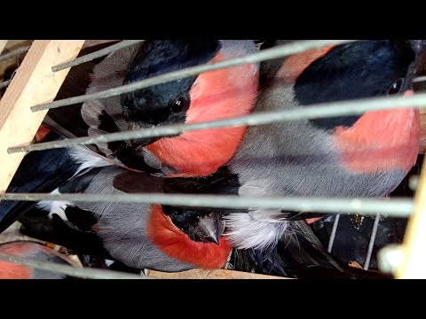 Видео: Ловля снегирей,я не ожидал столько поймать.