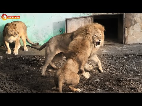 Видео: Лапа правосудия или Малыш Неожиданность! Львы. Тайган. Lions life in Taigan.