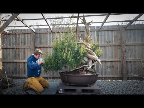 Видео: Создание самого большого бонсай в Америке