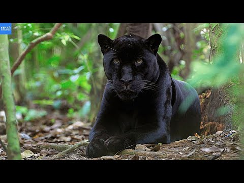 Видео: Черная пантера – таинственный призрак джунглей / Черный ягуар и леопард в деле