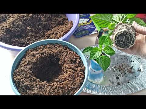 Видео: Крепкая рассада.Пересадка перца.Что добавляю в грунт.м-н ДАЧА г.Каменск-Уральский.06.03.2024 г.