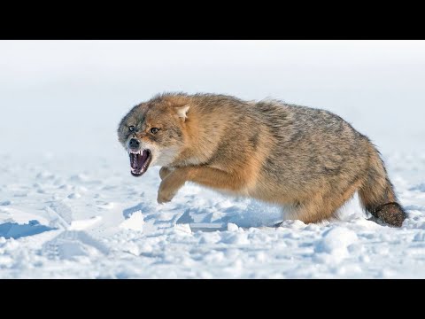 Видео: Самые удивительные и необычные ВИДЫ ВОЛКОВ