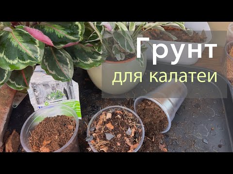 Видео: №108. Грунт для калатеи. 3 варианта удачных составов грунта, в которых растут мои калатеи.