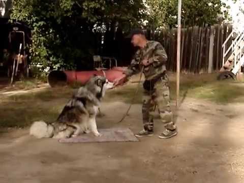 Видео: Маламут - послушание