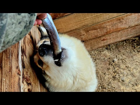 Видео: Рыбки всем