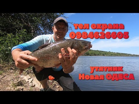 Видео: СТАВОК УТЯТНИК