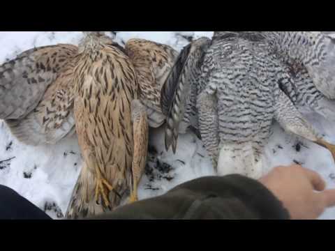 Видео: Ненасытные пернатые "волки"