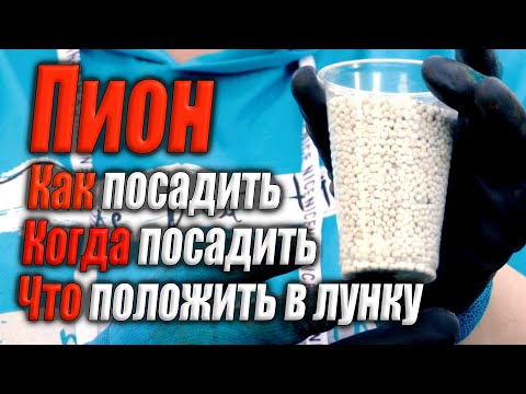 Видео: Секреты посадки пионов которые никто вам не рассказывал