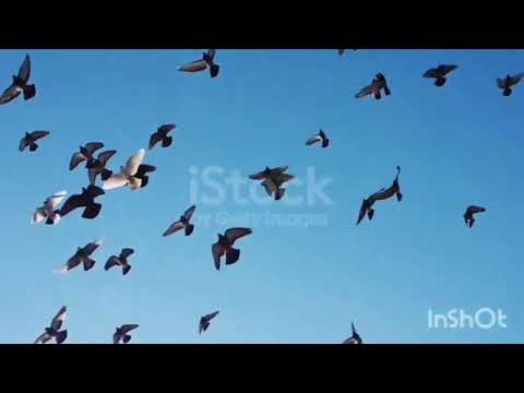 Видео: Дітям про турботи тварин навесні.