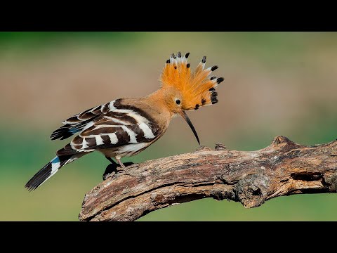 Видео: УДОД - самая яркая, полосато-рыжая и потрясающая птица! Интересное о удоде!