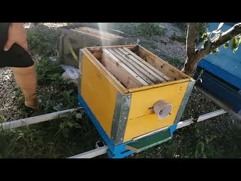 Видео: Хотел поймать рои а на ловил маток!