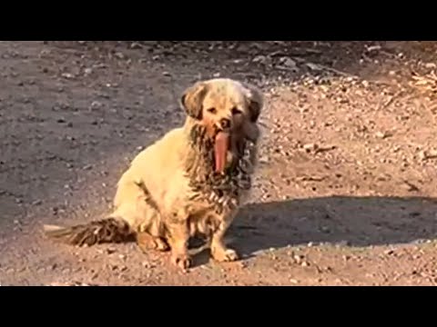 Видео: Отпадает челюсть, выпадает язык, и бездомная собака отчаянно нуждается в помощи!