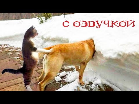 Видео: Приколы с котами! Самые смешные животные С ОЗВУЧКОЙ! Я РЖАЛ И ЛОПНУЛ!
