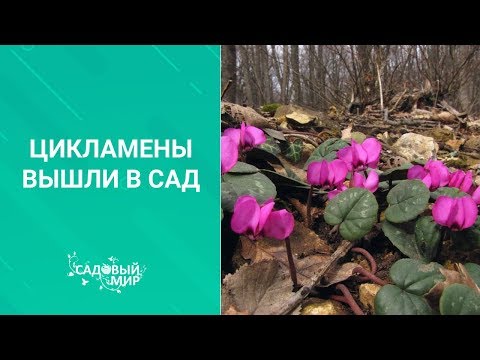 Видео: Зимостойкие цикламены.  Цикламены вышли в сад