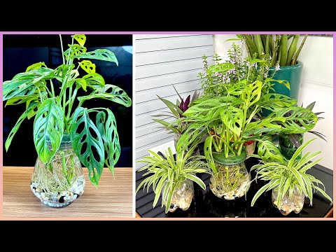 Видео: Расскажем вам о лучших комнатных растениях, которые помогут сохранить свежесть и роскошь вашего д...
